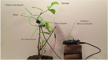 Illustration for article titled Mimicking Insect Mating Calls Could Combat Citrus Greening